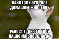 лайк если это твое домашнее животное репост если это твоё национальное блюдо