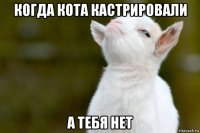 когда кота кастрировали а тебя нет