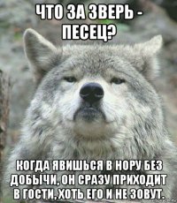 что за зверь - песец? когда явишься в нору без добычи, он сразу приходит в гости, хоть его и не зовут.