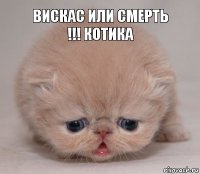 ВИСКАС ИЛИ СМЕРТЬ !!! КОТИКА