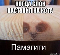 когда слон наступил на кота 