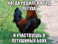 когда родился в год петуха и участвуешь в петушиных боях