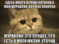 здесь много всяких котиков,а мой журавлик, вот и не понятно журавлик-это лучшее, что есть в моей жизни. уточка