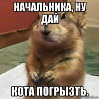 начальника, ну дай кота погрызть.