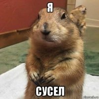 я сусел