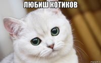 любиш котиков 