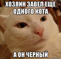 хозяин завел еще одного кота а он черный