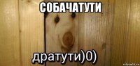 собачатути 