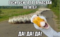 гуси,гуси га га га, насвай хотите? да! да! да!