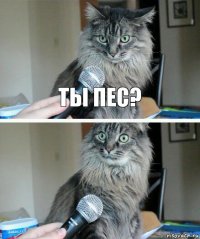 Ты пес? 