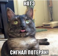 котэ сигнал потерян!