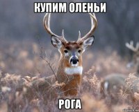 купим оленьи рога