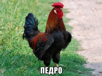  педро