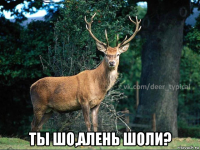  ты шо,алень шоли?