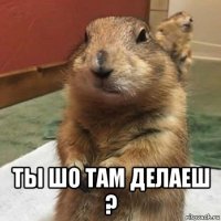  ты шо там делаеш ?