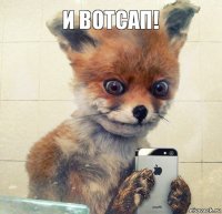 и вотсап!