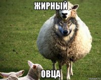 жирный овца