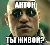 антон ты живой?