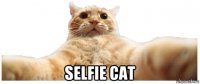  selfie cat