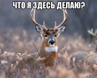 что я здесь делаю? 