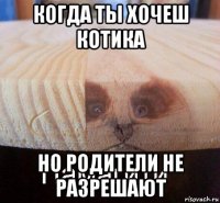 когда ты хочеш котика но родители не разрешают