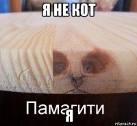 я не кот я