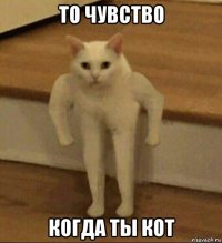 то чувство когда ты кот