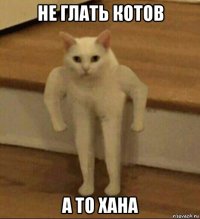 не глать котов а то хана