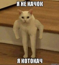 я не качок я котокач