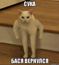 сука бася вернулся