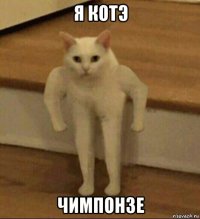 я котэ чимпонзе