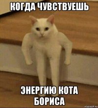 когда чувствуешь энергию кота бориса