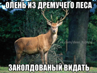 олень из дремучего леса заколдованый видать