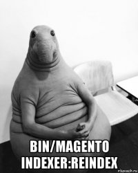  bin/magento indexer:reindex