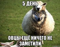 5 день овцы ещё ничего не заметили