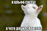 я альфа сасец! а чего добился ты?! ))