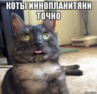 коты иннопланитяни точно 