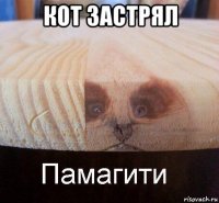 кот застрял 