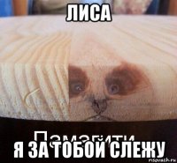 лиса я за тобой слежу