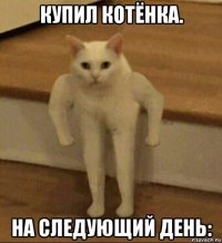 купил котёнка. на следующий день: