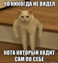 чо никогда не видел кота который ходит сам по себе