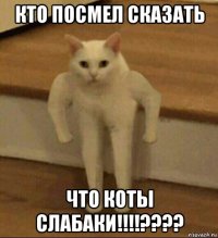 кто посмел сказать что коты слабаки!!!!????