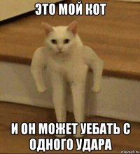 это мой кот и он может уебать с одного удара