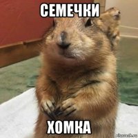 семечки хомка