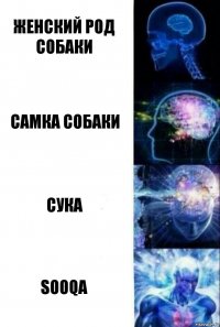 Женский род собаки самка собаки сука sooqa