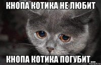 кнопа котика не любит кнопа котика погубит...