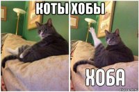 коты хобы 