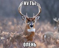 ну ты олень