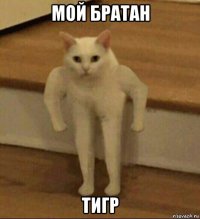 мой братан тигр