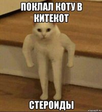 поклал коту в китекот стероиды